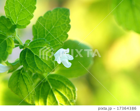 レモンバームの花 レモンバームの花 17364386