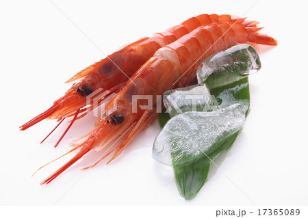 赤海老　アルゼンチン赤海老　生　食材　白背景 17365089