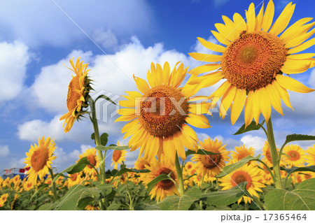 向日葵満開 向日葵満開 17365464