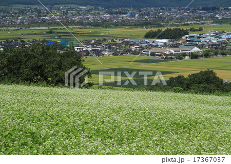 信州池田町のそば畑 17367037