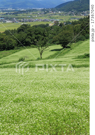 信州池田町のそば畑 信州池田町のそば畑 17367040