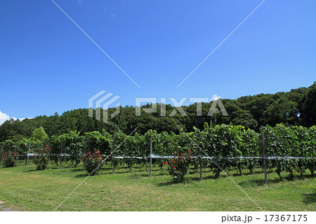 収穫前のワイン用ブドウ畑 17367175