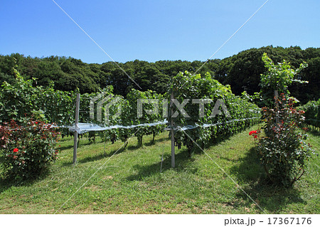 収穫前のワイン用ブドウ畑 17367176