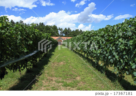 収穫前のワイン用ブドウ畑 収穫前のワイン用ブドウ畑 17367181