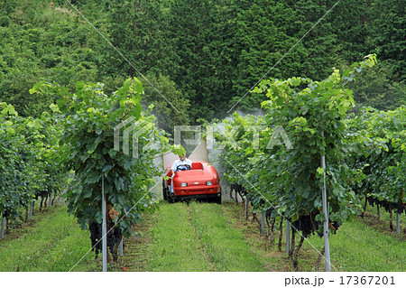 ブドウ畑の農薬散布 ブドウ畑の農薬散布 17367201