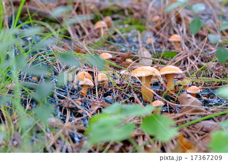 アミタケ アミタケ 17367209