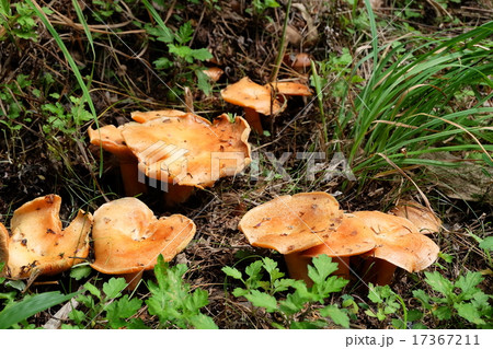 アカハツ 17367211