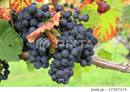 ワイン用ブドウ　ピノ・ノワール 17367374