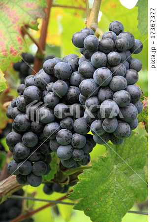 ワイン用ブドウ ピノ・ノワール ワイン用ブドウ ピノ・ノワール 17367377