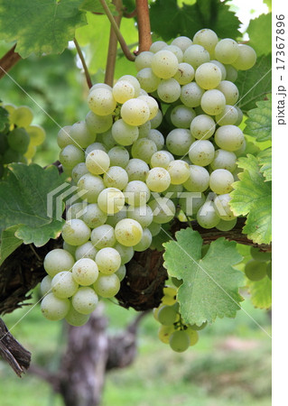 ワイン用ブドウ　ソーヴィニヨン・ブラン 17367896