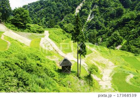 震災から復旧した棚田 震災から復旧した棚田 17368539