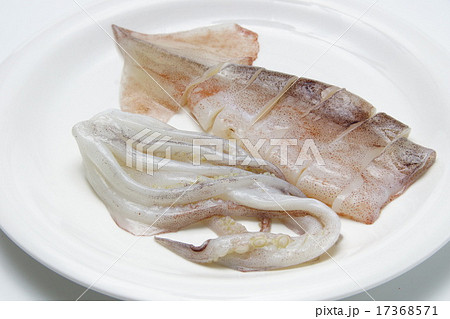 スルメイカ 17368571