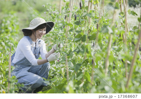 ガーデニング 17368607