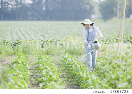 ガーデニング 17368728