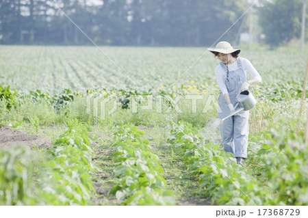 ガーデニング 17368729