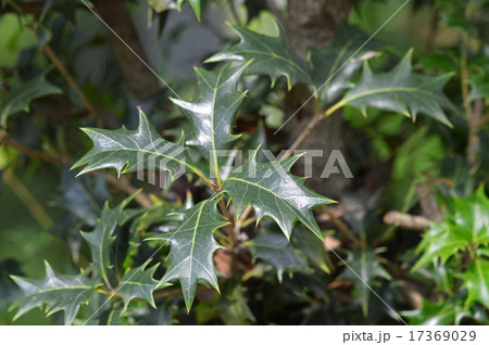 ヒイラギ（柊） 17369029