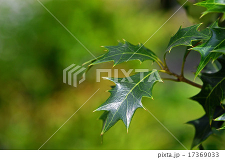 ヒイラギ(柊) ヒイラギ(柊) 17369033