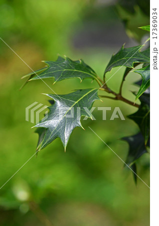 ヒイラギ（柊） 17369034