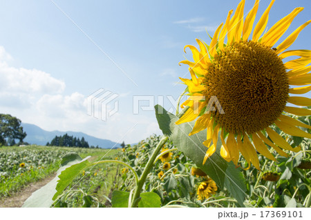 ヒマワリ畑 ヒマワリ畑 17369101