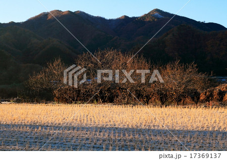 降霜の田と高畑山 17369137