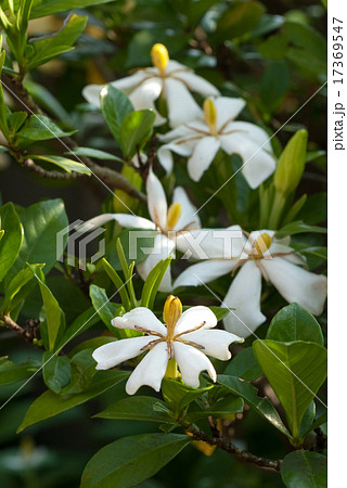 クチナシの花 クチナシの花 17369547