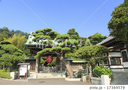 長谷寺（鎌倉）の夏 17369579