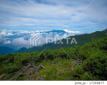 極楽平の這い松帯から望む雲をまとう御嶽山 17369677