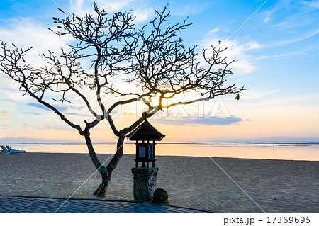 バリ島 サヌール海岸 樹木 17369695