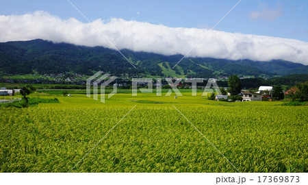 信州飯山秋の棚田 17369873
