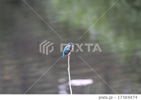 Common Kingfisher♂（カワセミ） 17369874
