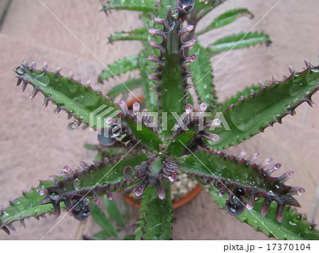 不死鳥錦 多肉植物 の写真素材