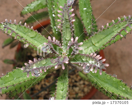 不死鳥錦 多肉植物 の写真素材