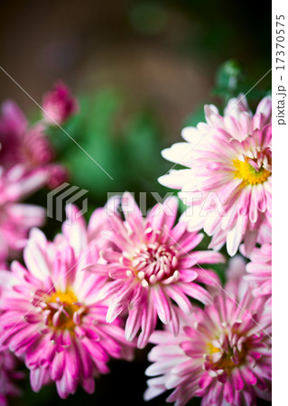 pink flowers pink flowers 17370575