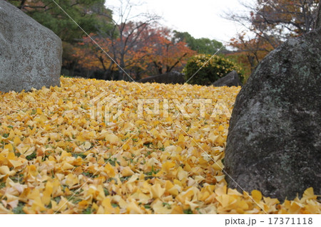 落葉 17371118