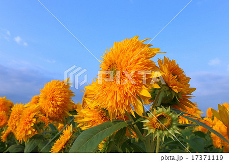 八重ヒマワリ 八重ヒマワリ 17371119
