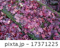 紅葉と苔 17371225