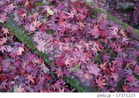 紅葉と苔 紅葉と苔 17371225