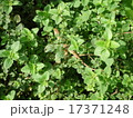 オレガノとカナヘビ 17371248