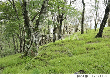 丹沢の森 丹沢の森 17371400
