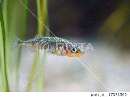 イトヨ イトヨ 17371566