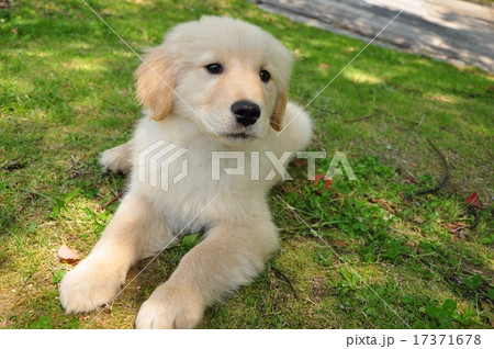 ゴールデンレトリバー・犬 17371678