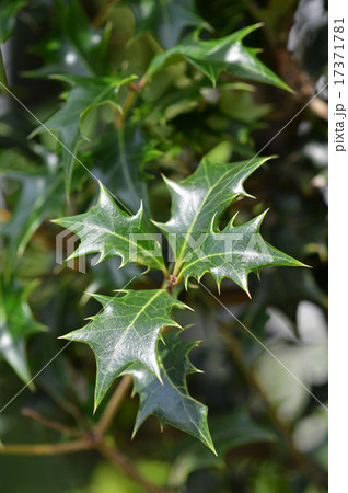 ヒイラギ（柊） 17371781