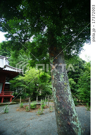 伊豆山神社　梛の木 17372003
