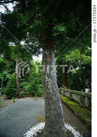 伊豆山神社　梛の木 17372004