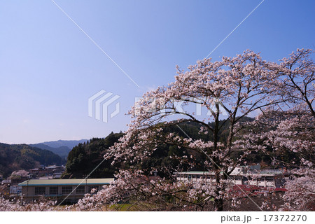 大行司駅の桜 大行司駅の桜 17372270