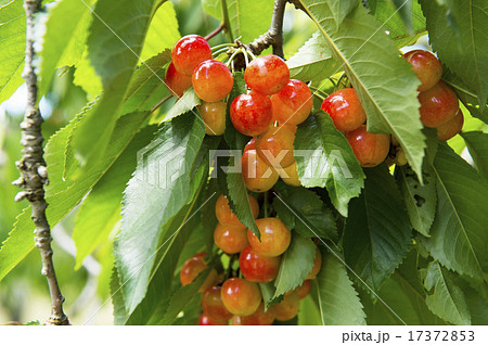 さくらんぼ狩り 17372853
