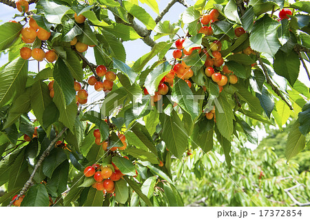 さくらんぼ狩り 17372854