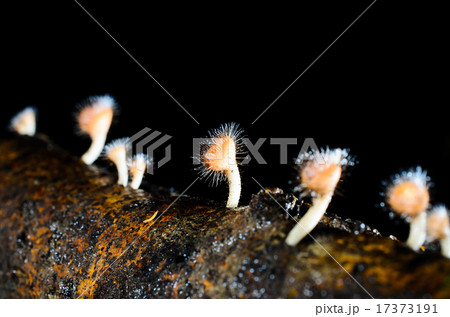 beautiful fungi grow on a log, selective focus beautiful fungi grow on a log, selective focus 17373191