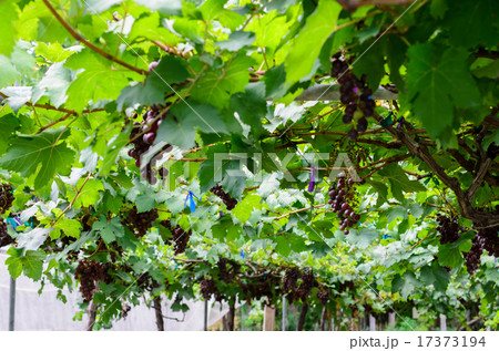 view of vineyard 17373194