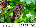 Bunch of ripe grapes in vineyard 17373195
